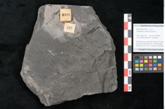 Foto (Objekt + Etikett) von Taeniopteris vittata Brongniart (NHMW-GEO-2024-0188-10487)